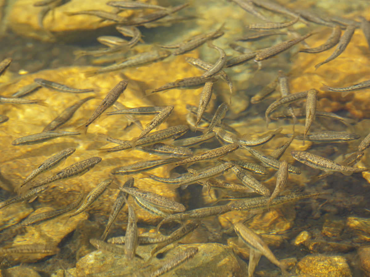 500 baby fish