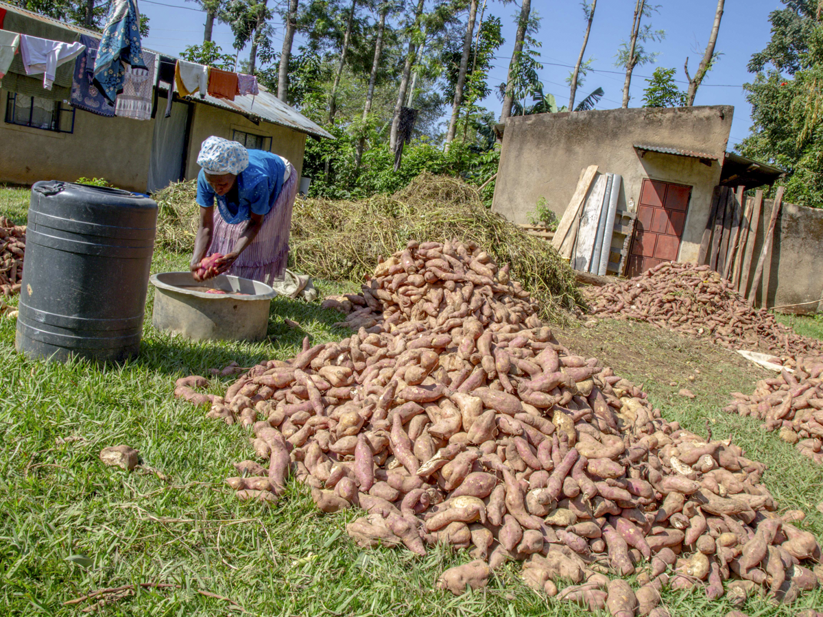 An acre of sweet potatoes