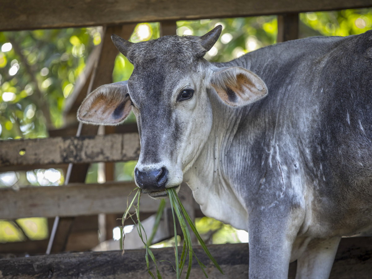 One cow