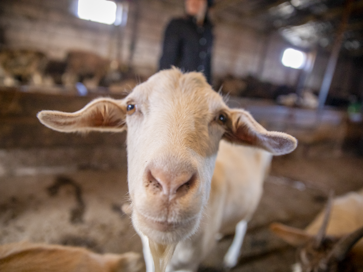 One goat
