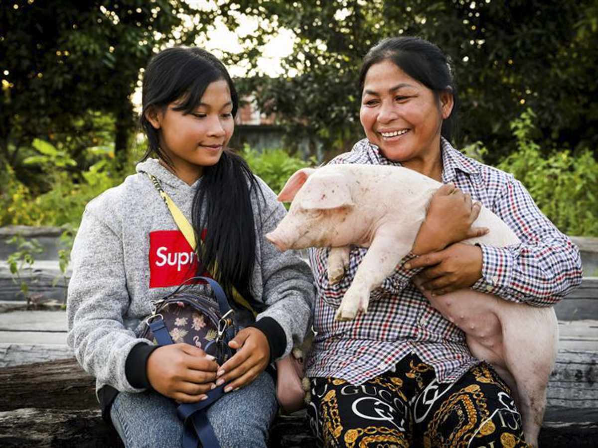 One pig