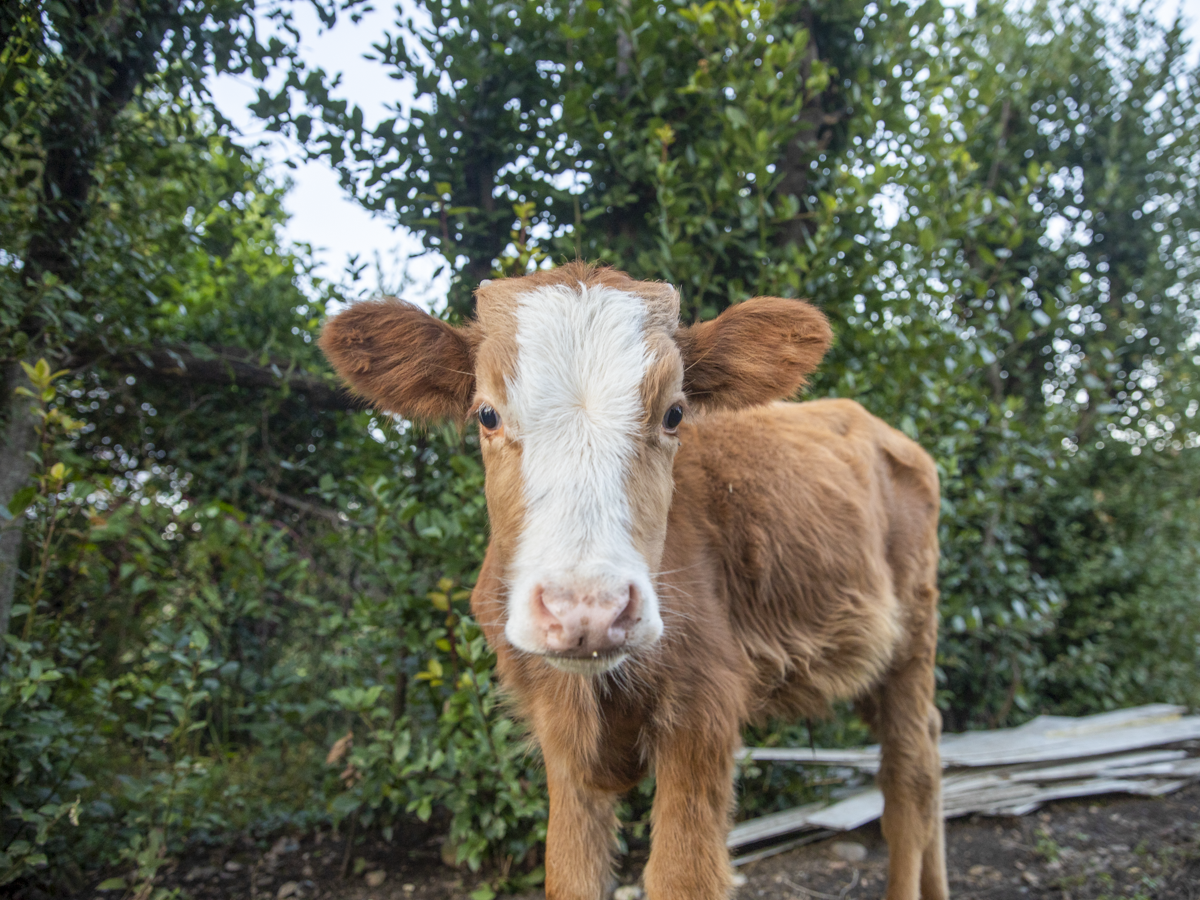 Share a cow