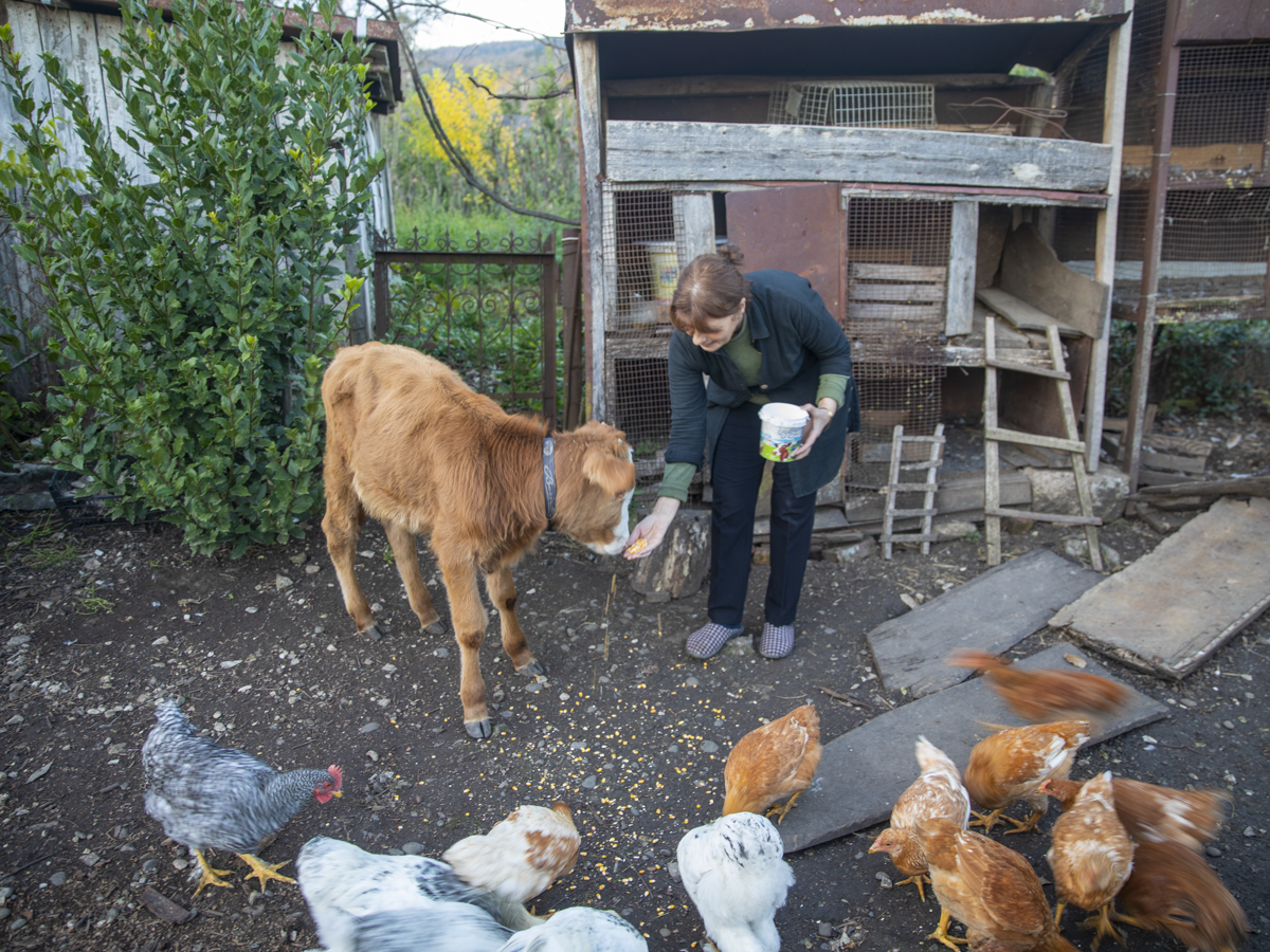 The whole farm