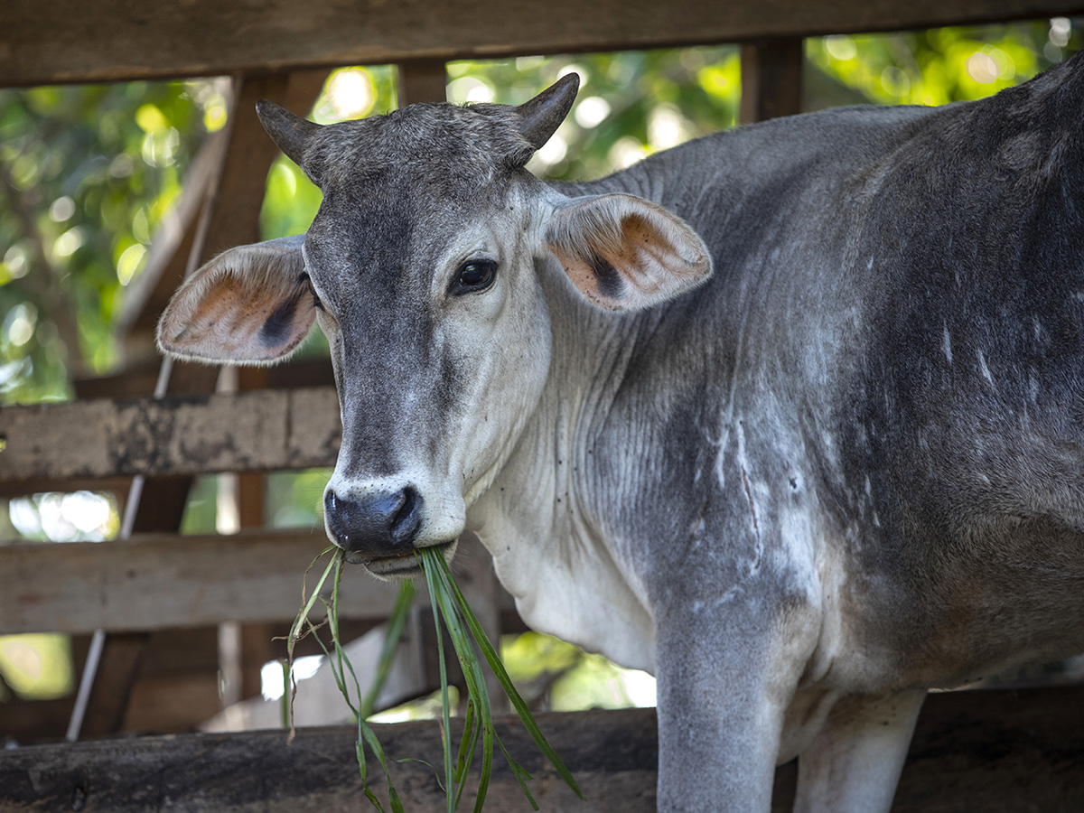 Share a cow